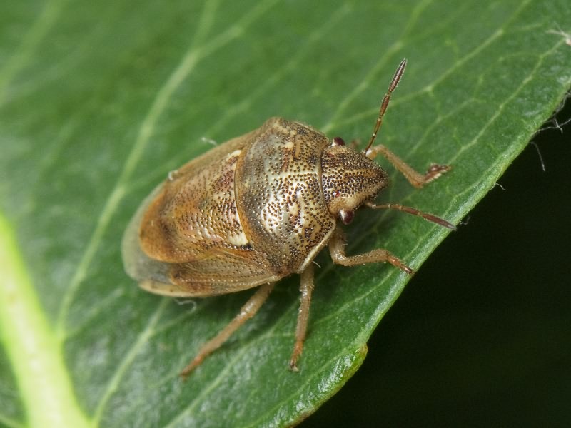 Neottiglossa leporina (Herrich-Schäffer, 1830)